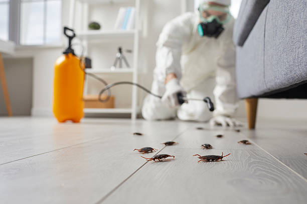 Commercial Rodent Management in Lake City